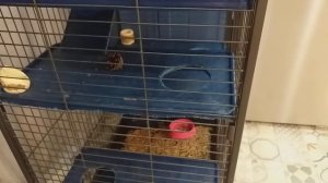 Выгрызание шерсти у шиншилл . Как определить  из-за чего оно.