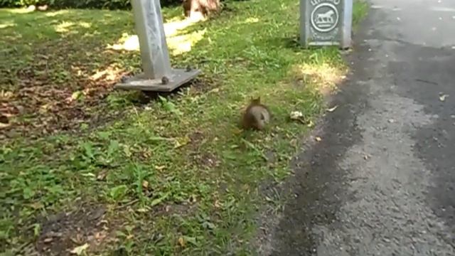 Белки, не любят конфетки. смотреть онлайн