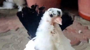 Новочеркасские чернохвостые В. Мартыненко.