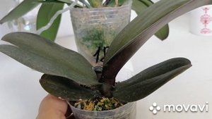 Разочерование от посылки с орхидеями от Натальи Королевой.