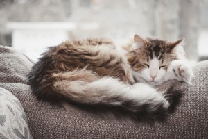 Апатия у кошек | Естественные причины и заболевания