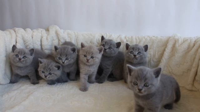 Британские котята / Купить котенка