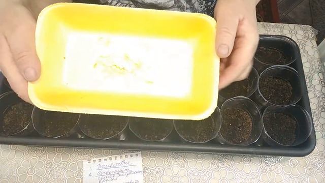Сеем ТОМАТЫ для закрытого грунта.? ПРАВИЛЬНЫЙ ПОСЕВ ТОМАТОВ! Рассада вырастет крепкая и здоровая!