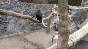 Новосибирский зоопарк??? июнь 2023