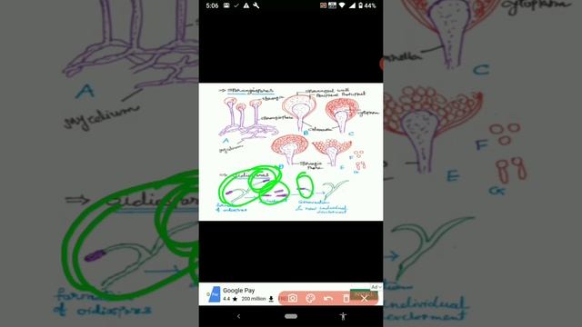 Life Cycle Of Mucor | For FY | Botany Junction смотреть онлайн