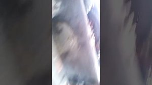 МТЗ Гайка хвостовика как закрутить ремонт КПП