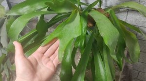 Мои платицериумы, папоротники. Мой опыт выращивания. Platycerium?
