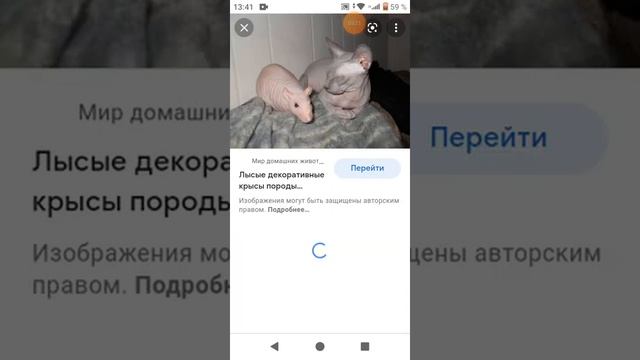 Разновидности декоративных крыс ??