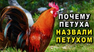 Почему петуха назвали петухом