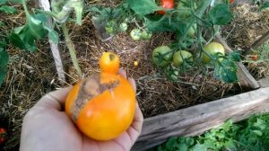 Томат Желтый шар на 25 августа