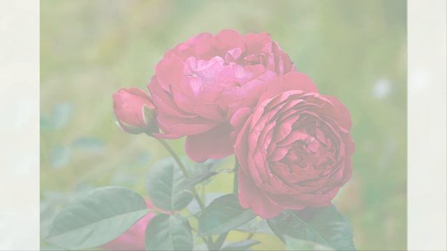 Ascot Super Rose смотреть онлайн