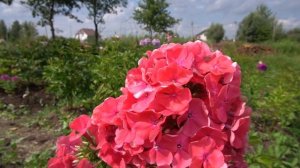 Флокс метельчатый Ламбада автор Е.А. Константинова,