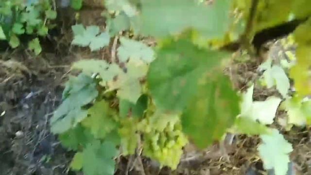 Мой виноград кишмиш. смотреть онлайн