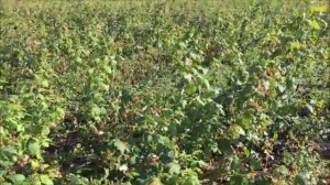 Малина сорта Самохвал 2017г..mp4