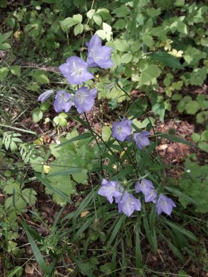 95. Колокольчик персиколистный - Campanula persicifolia