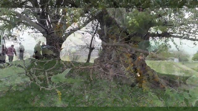 В гости к ставропольскому «баобабу» смотреть онлайн