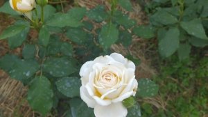 Белые розы в моем саду. Чандос бьюти, Салли Холмс, Аспирин, Свит Блонди, Кураж и другие...