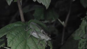 Огромный зеленый кузнечик. Стрекотание кузнечика