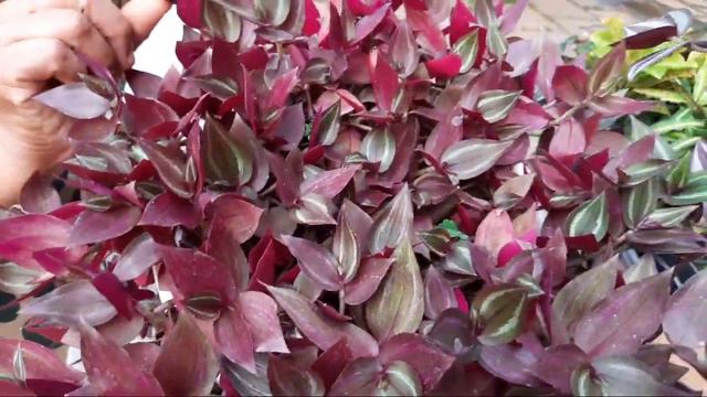 Hanging Plants | Fast growing|🍀Low cost | Low maintenance | Cascading plants🪴 #hangingplants