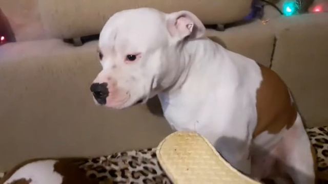 Следствие ведут Колобки? смотреть онлайн