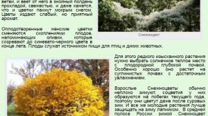 Снежное дерево. Снежноцвет.