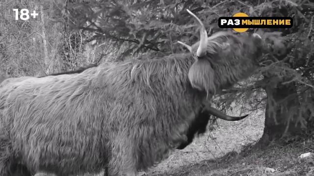А был ли Ноев Ковчег? Критический взгляд на библейские истории