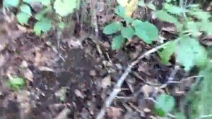 Уникальное растение Женьшень