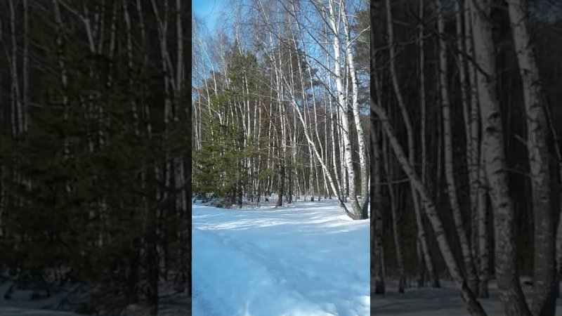 Good morning! Snow-covered forest, beautiful winter landscape, early spring, winter forest #shorts