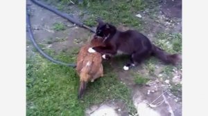 Спаривание. На ферме.