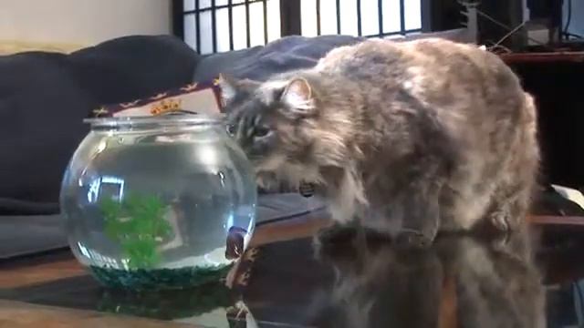 Кот обосрался от такой рыбки смотреть онлайн