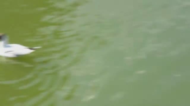 Пруд Шнелли. Чайки, утки, дрозд-рябинник. Фонтан. Таллин. смотреть онлайн