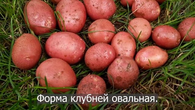 Сорт картофеля Алуэт. Potato seeds Alouette. смотреть онлайн