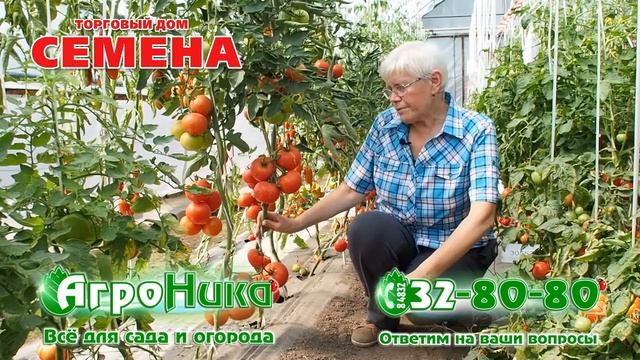 Томат Евпатор смотреть онлайн