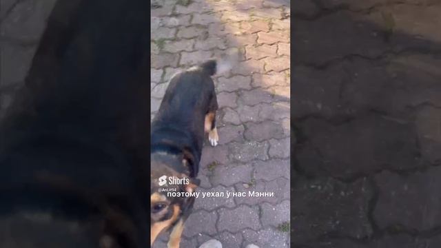 Наши собаки #истории #животныевдоме #семья #дети #собаки #увлечения