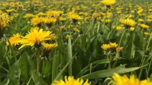 Желтый летний луг в Подмосковье | Одуванчики нам нравятся