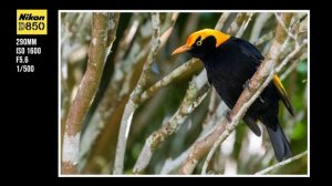 Nikon 80-400mm F4.5-5.6 G ED VR Lens | Long Term Review