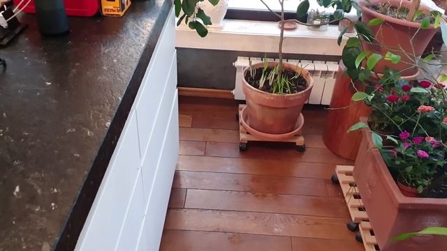 ЛИ СЯО. Алиса - Лиса. Раздача вкусненького по очереди. смотреть онлайн