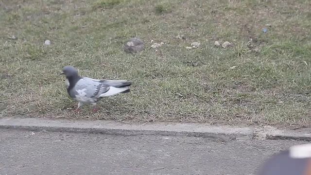 Я люблю свой город Кишинев смотреть онлайн