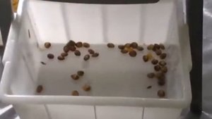 Дробилки с косточкоотделителем