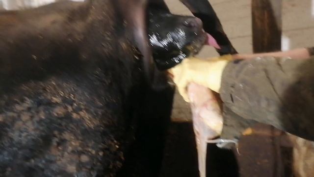 Отел Голштинской коровы, родился бычок смотреть онлайн