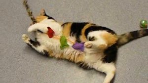 Adopt Ying, a Darling Calico!