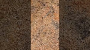 Как набирать бесплатные опилки на пилораме.