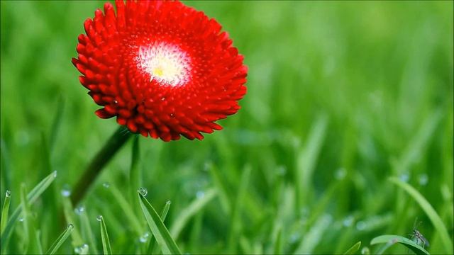 ЛЮБИ ТОГО,КОГО ОМЫЛА... смотреть онлайн