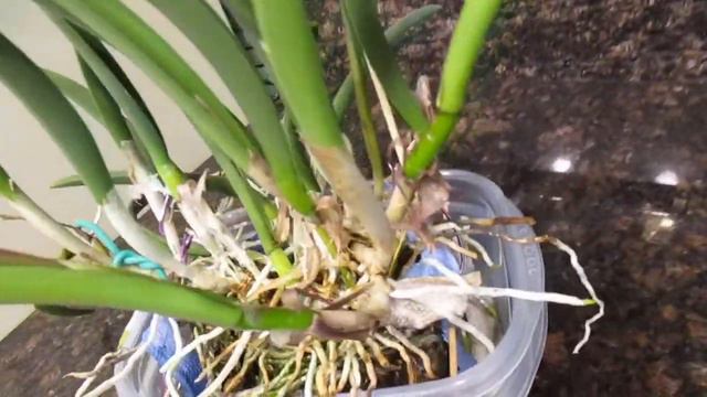 Rhyncovola Jimminey Cricket 'Super bug' смотреть онлайн