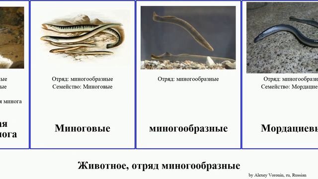 Животное, отряд миногообразные минога animal lamprey ручьевая миноги Haugen Chris Американские смотреть онлайн