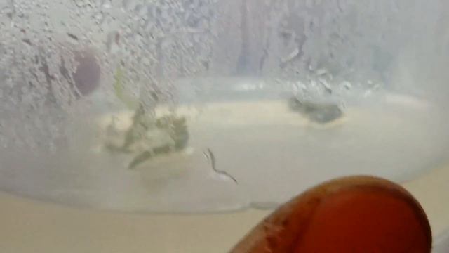 [136] 8 сред для картофеля | Зачем наклонная створка на ламинаре | Теория вероятностей | Анубиас смотреть онлайн