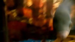 ОСТРОЖНО! В доме СТРАШНАЯ рыба АСТРОНОТУС! (Astronotus)