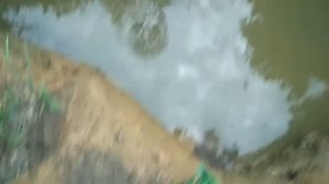Запускаю в свой пруд раков(зарыбление раком)!!!!