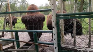 Приокско-Террасный заповедник