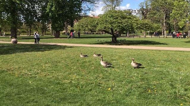 Дания. Гуси в парке смотреть онлайн